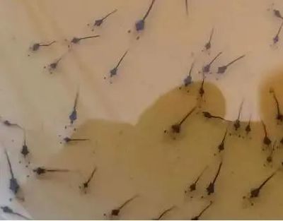 南美白對蝦小棚標(biāo)粗流程