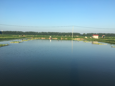 氨氮過高有哪些危害？該如何處理？