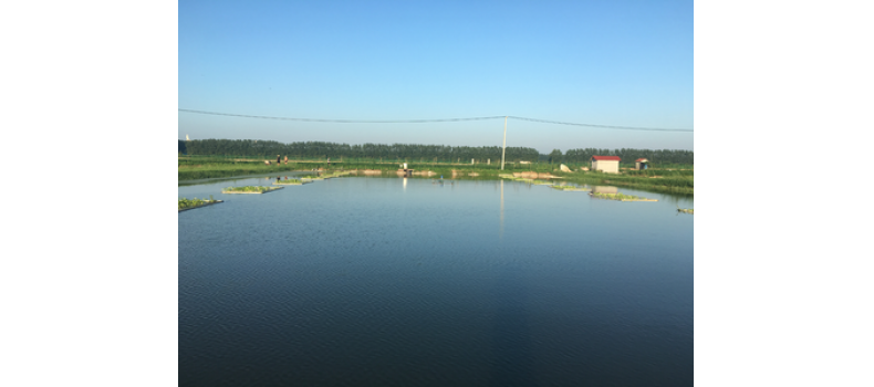 氨氮過高有哪些危害？該如何處理？