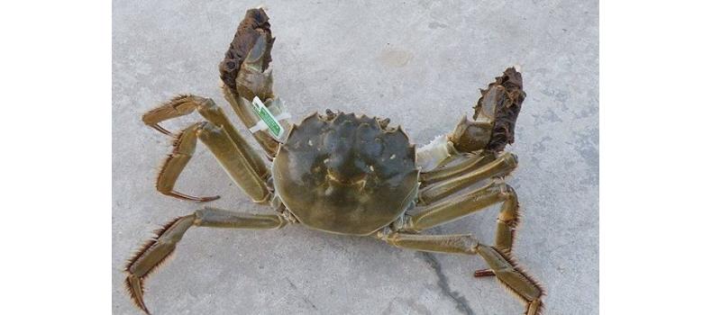 六月蟹事  加強管理促生長 調(diào)理肝腸保健康